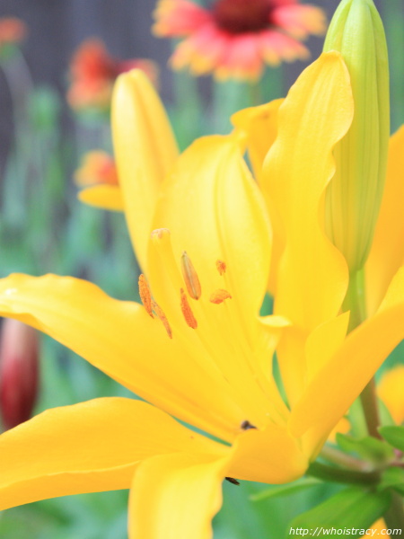 Tall Yellow Asiatic Lily