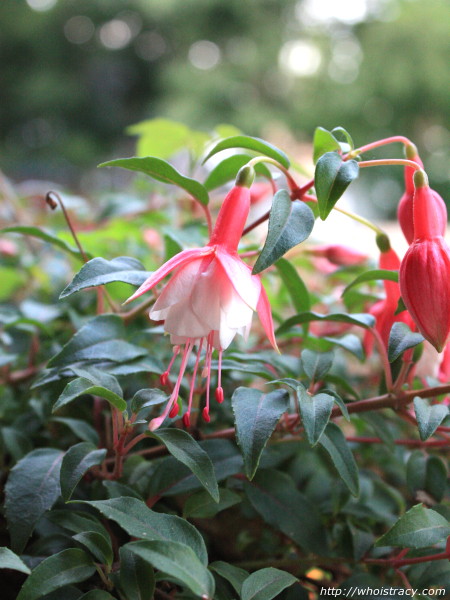 Fucshia