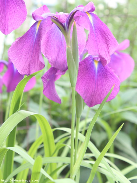 Japanese Iris