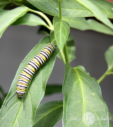 caterpillar becoming butterfly