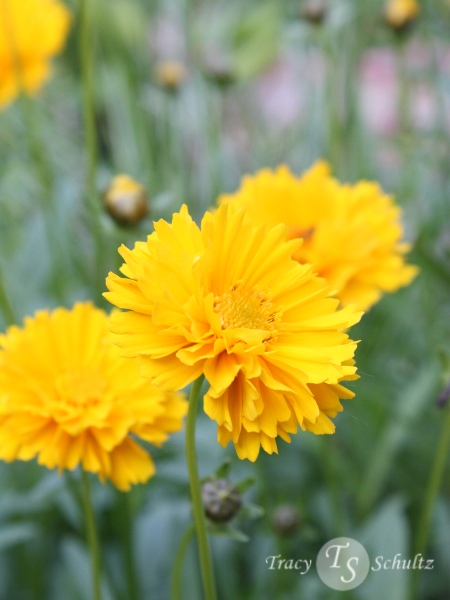 Coreopsis Sunray