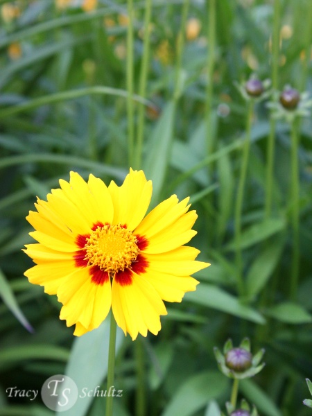 Gaillardia Arizona Sun