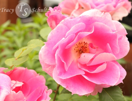 Rose Carefree Wonder
