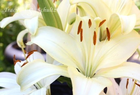 Asiatic Lily Cream