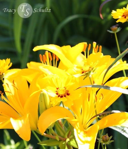 Yellow Asiatic Lily