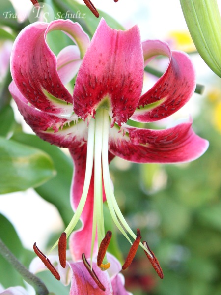 Lilium Black Beauty