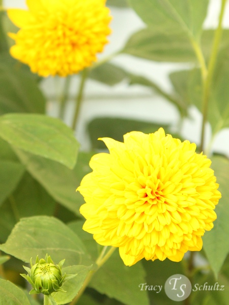 Helianthus multiflorus Flore Pleno