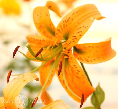 Lilium Henryii