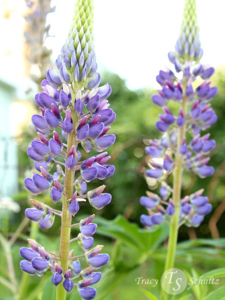 Lupine