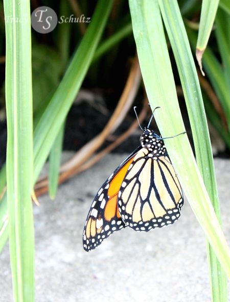 Monarch