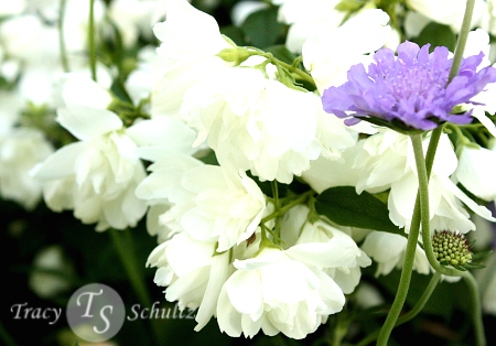 Philadelphus Snowbelle