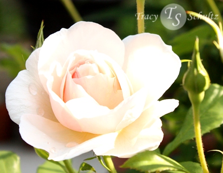 Rose Heritage