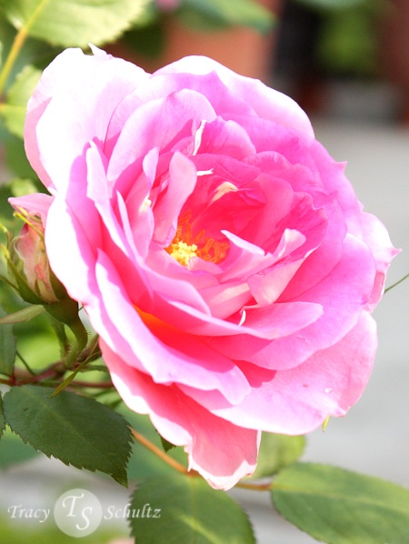 Rose Royal Bonica
