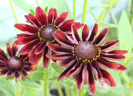 Rudbeckia hirta Cherry Brandy