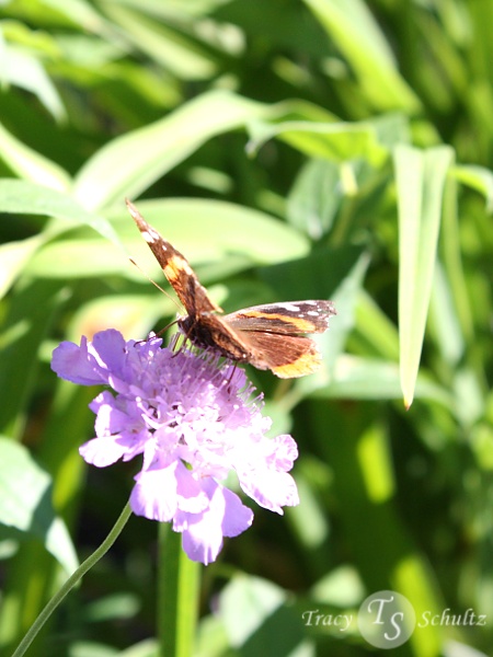 Scabiosa Butterfly Blue