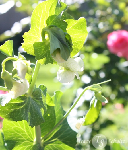 Sweat Peas