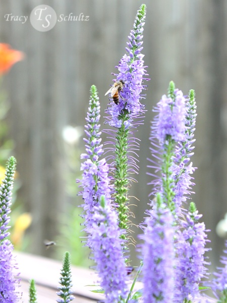Veronica Blue Giant