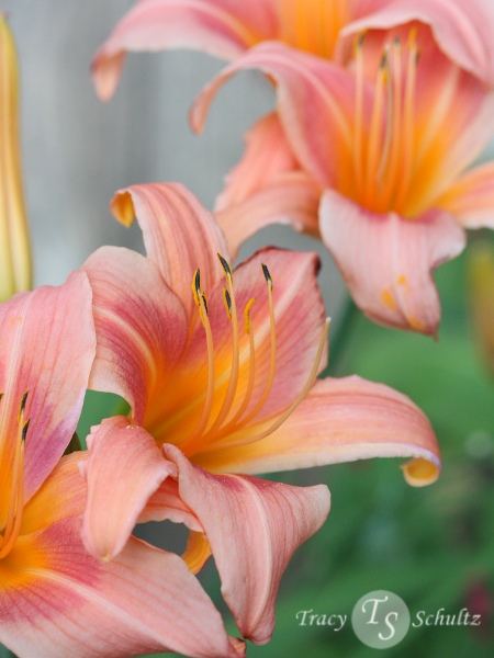 Daylily Hal's Pink