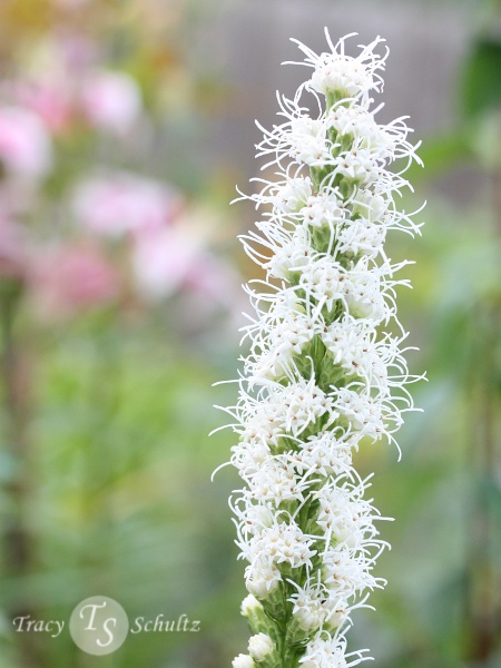 Liatris