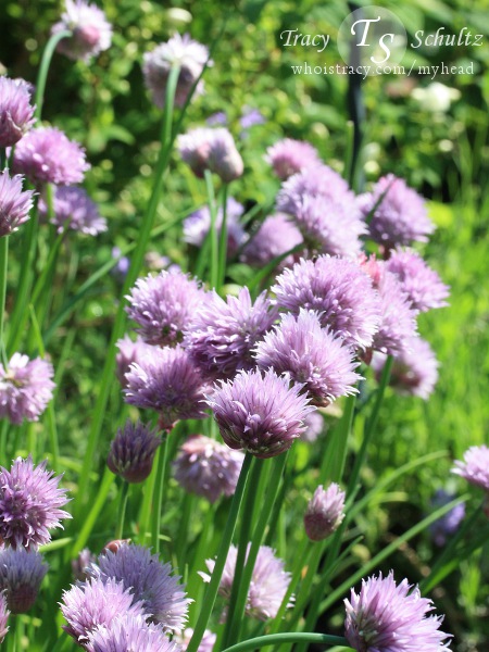 common Allium