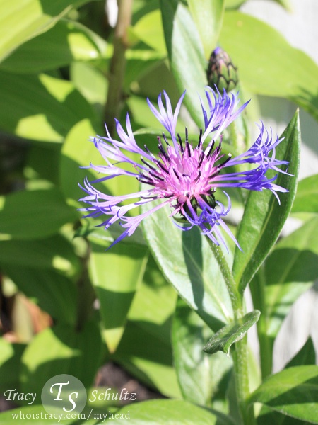 Centaurea Montana