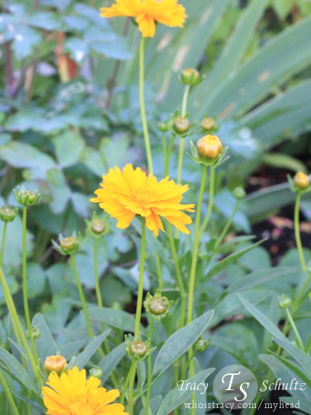 Coreopsis Baby Sun