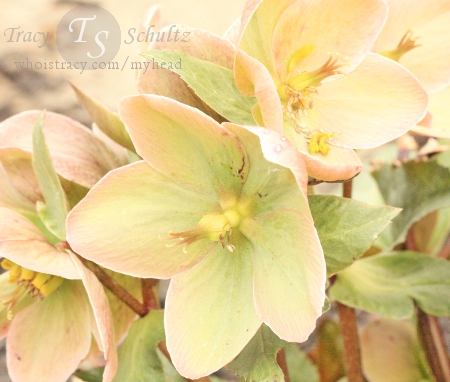 Helleborus Ivory Prince