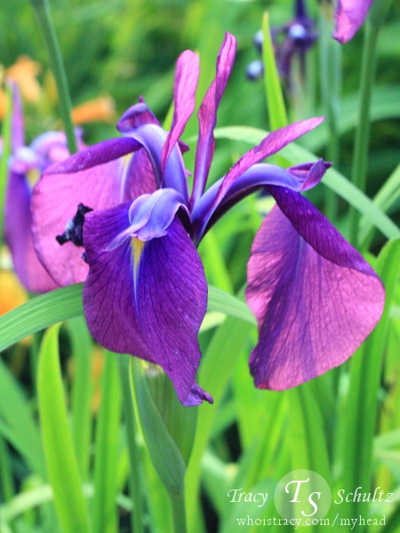 Iris ensata