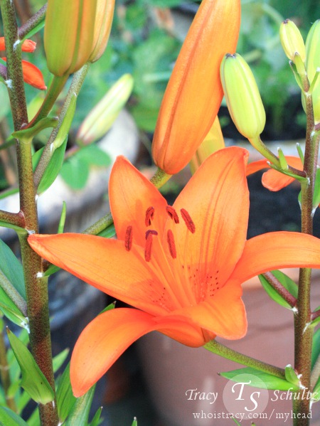 Asiatic lily Brunello