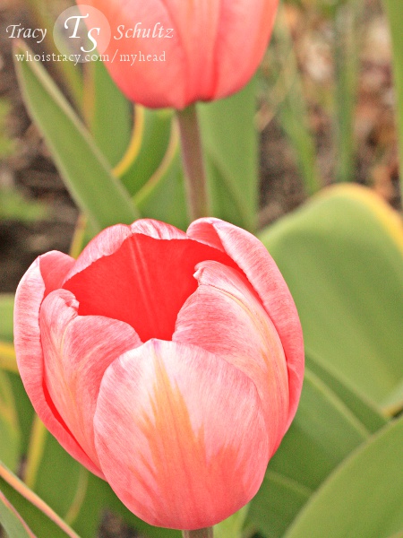 Tulip Pink Impression