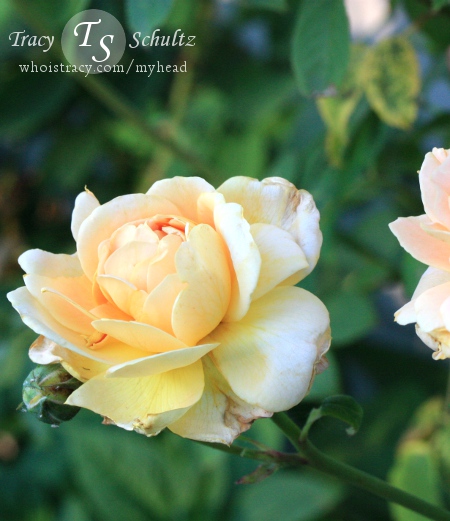 Rose Molineux