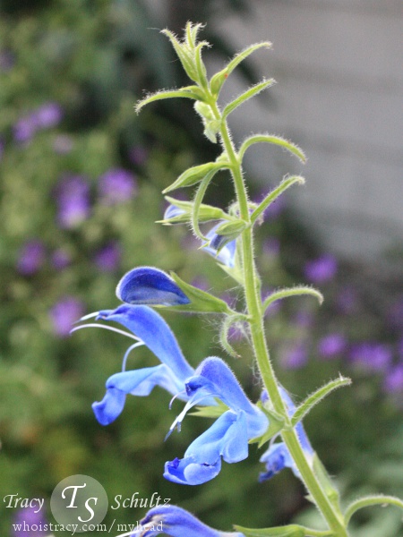 Mystery Salvia