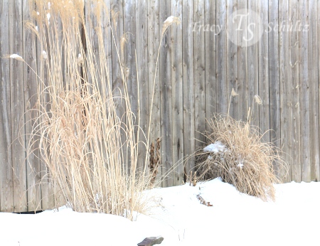 Winter Grasses
