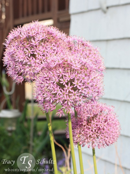 Allium Purple Sensation by Tracy Schultz
