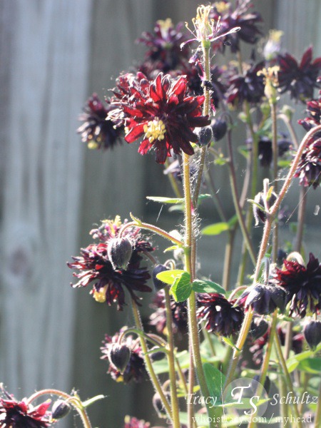 Aquilegia Black Barlow by Tracy Schultz