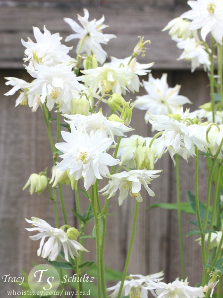 Aquilegia Tower White by Tracy Schultz