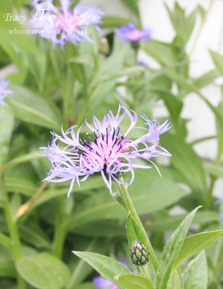 Centaurea Montana by Tracy Schultz
