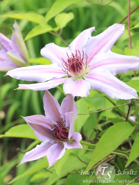 Nelly Moser Clematis by Tracy Schultz