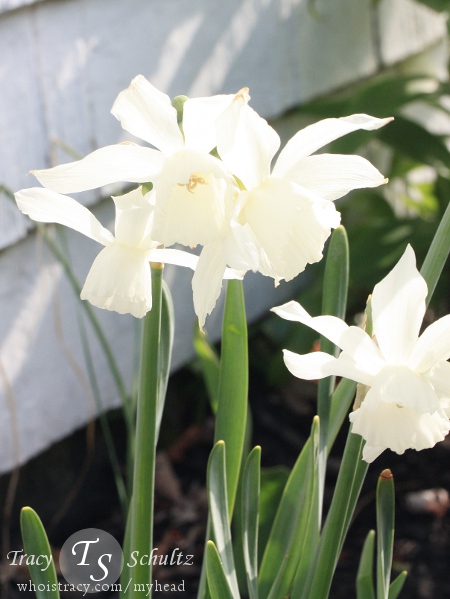 Daffodil Thalia by Tracy Schultz