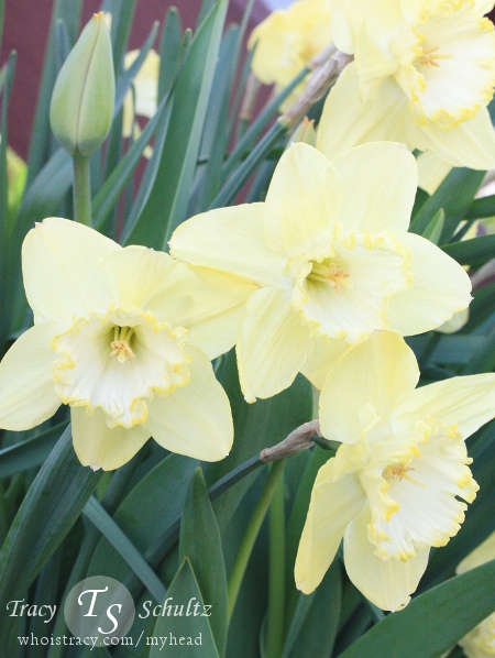 Daffodils by Tracy Schultz