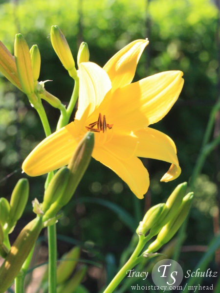 Daylily Hyperion by Tracy Schultz