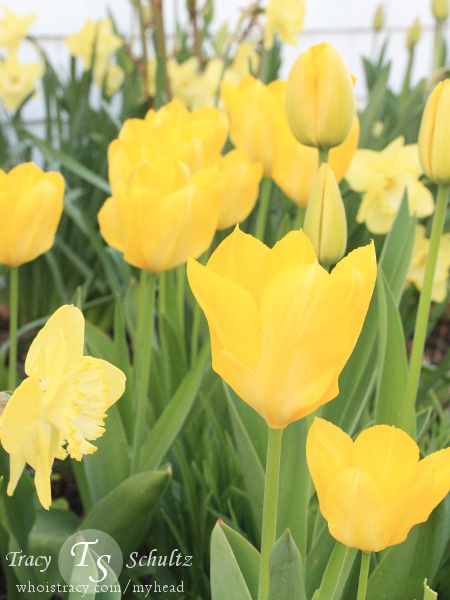 Tulips Endless Spring Yellow by Tracy Schultz