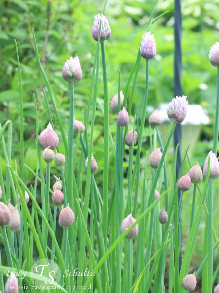 Garlic Chives by Tracy Schultz