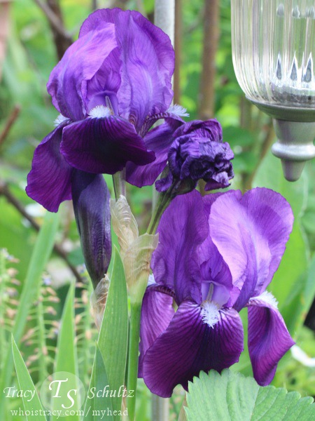 Iris Superstition by Tracy Schultz
