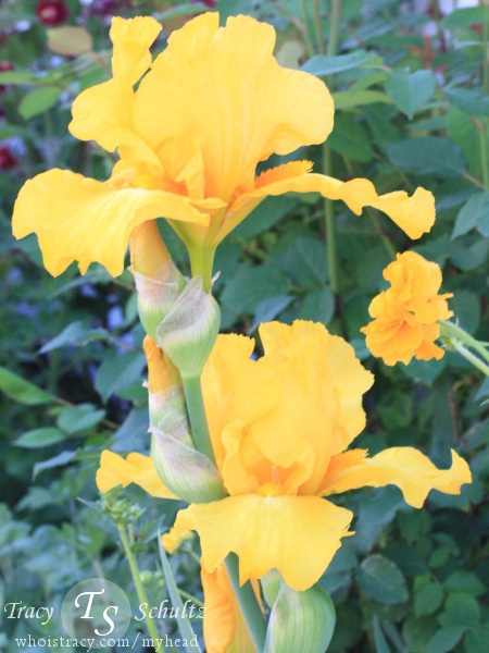 Iris Picasso Moon by Tracy Schultz