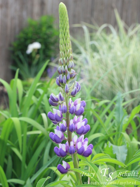 Lupine by Tracy Schultz