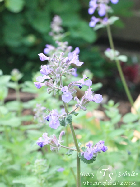 Nepeta Dropmore Hybrid by Tracy Schultz