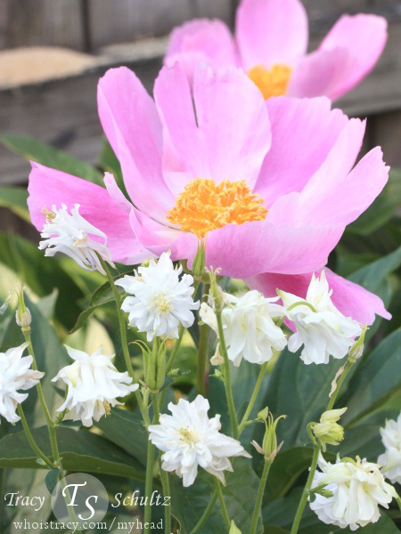 Single Peony Pink by Tracy Schultz